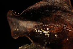 Physalacria stilboidea