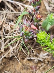 Lampranthus deflexus