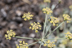 Ducrosia flabellifolia