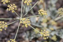 Ducrosia flabellifolia