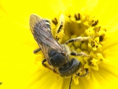 Odontalictus