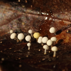 Physalacria stilboidea