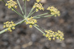 Ducrosia flabellifolia