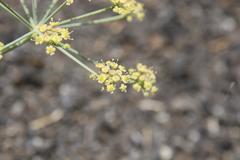 Ducrosia flabellifolia