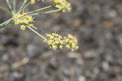 Ducrosia flabellifolia