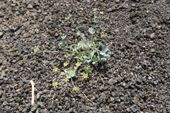Ducrosia flabellifolia