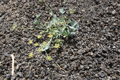 Ducrosia flabellifolia