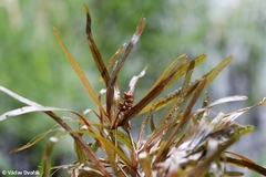 Potamogeton obtusifolius