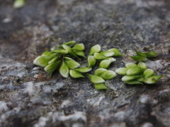 Ranunculus cantoniensis
