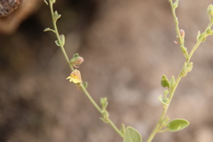 Nanorrhinum acerbianum