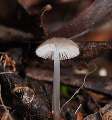 Mycena mijoi