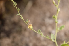 Nanorrhinum acerbianum