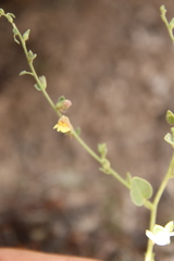 Nanorrhinum acerbianum