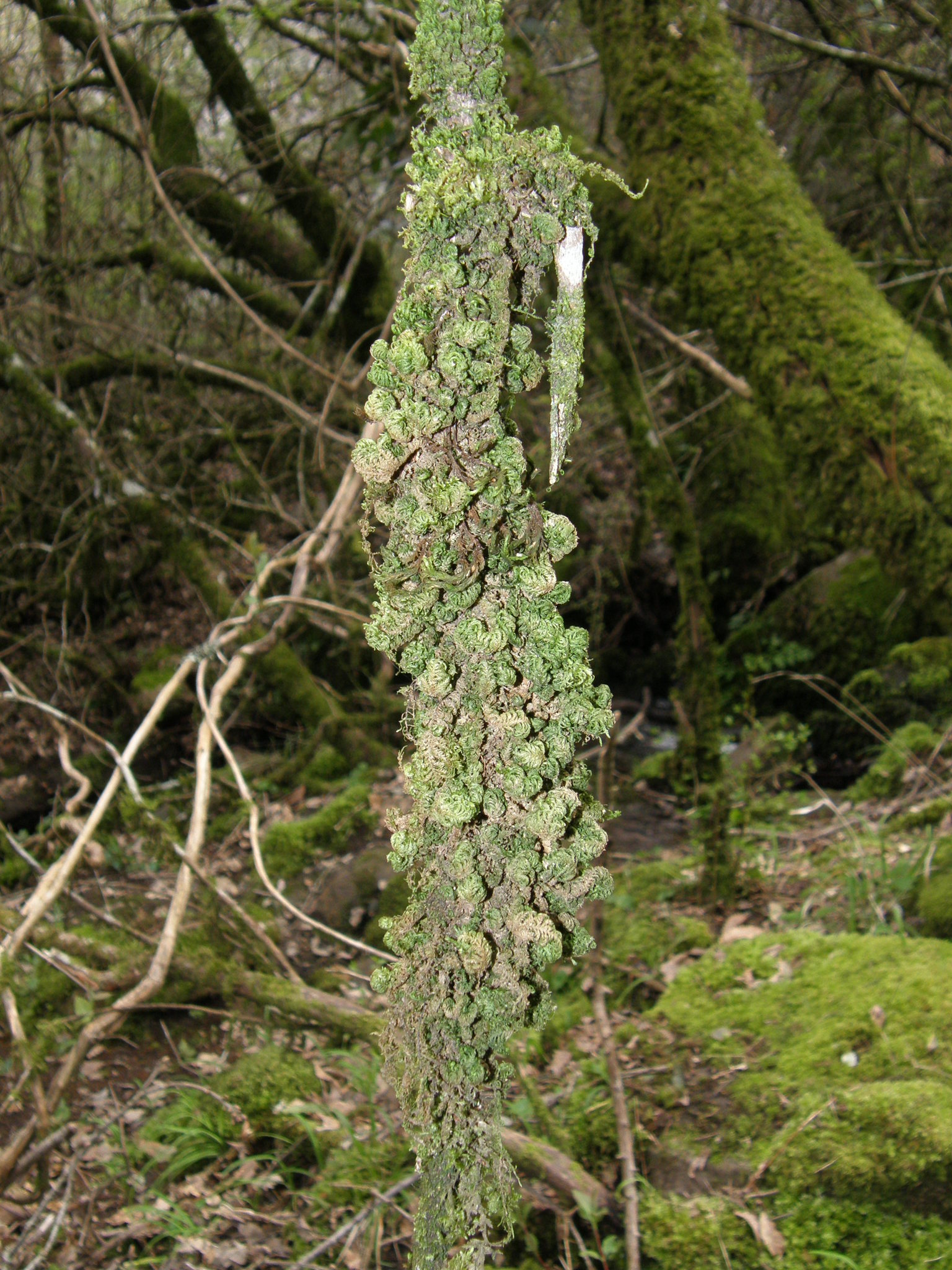 Leptodontaceae