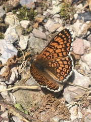 Melitaea cinxia