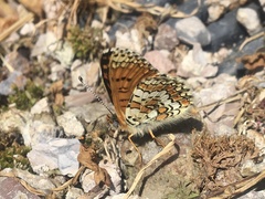 Melitaea cinxia