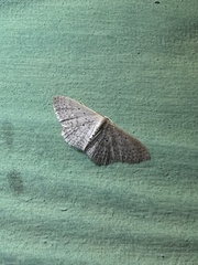 Scopula sublinearia
