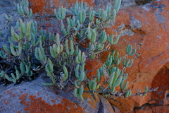 Scopelogena bruynsii