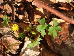 Ranunculus tuberosus