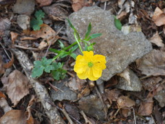 Ranunculus tuberosus