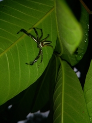 Telamonia dimidiata