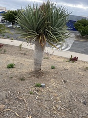 Dracaena draco