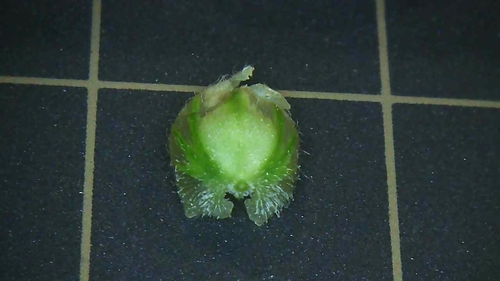 Briza maxima