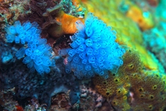 Clavelina moluccensis