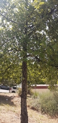 Quercus suber