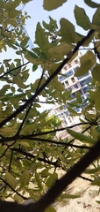 Quercus suber