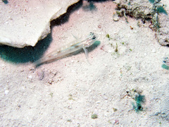 Coryphopterus glaucofraenum