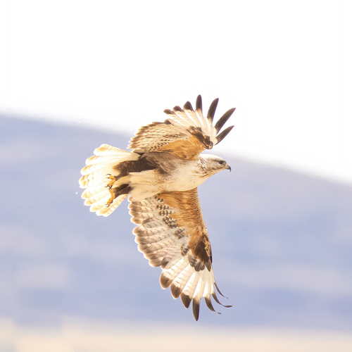 Upland Buzzard