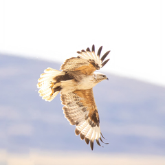 Upland Buzzard photo 5