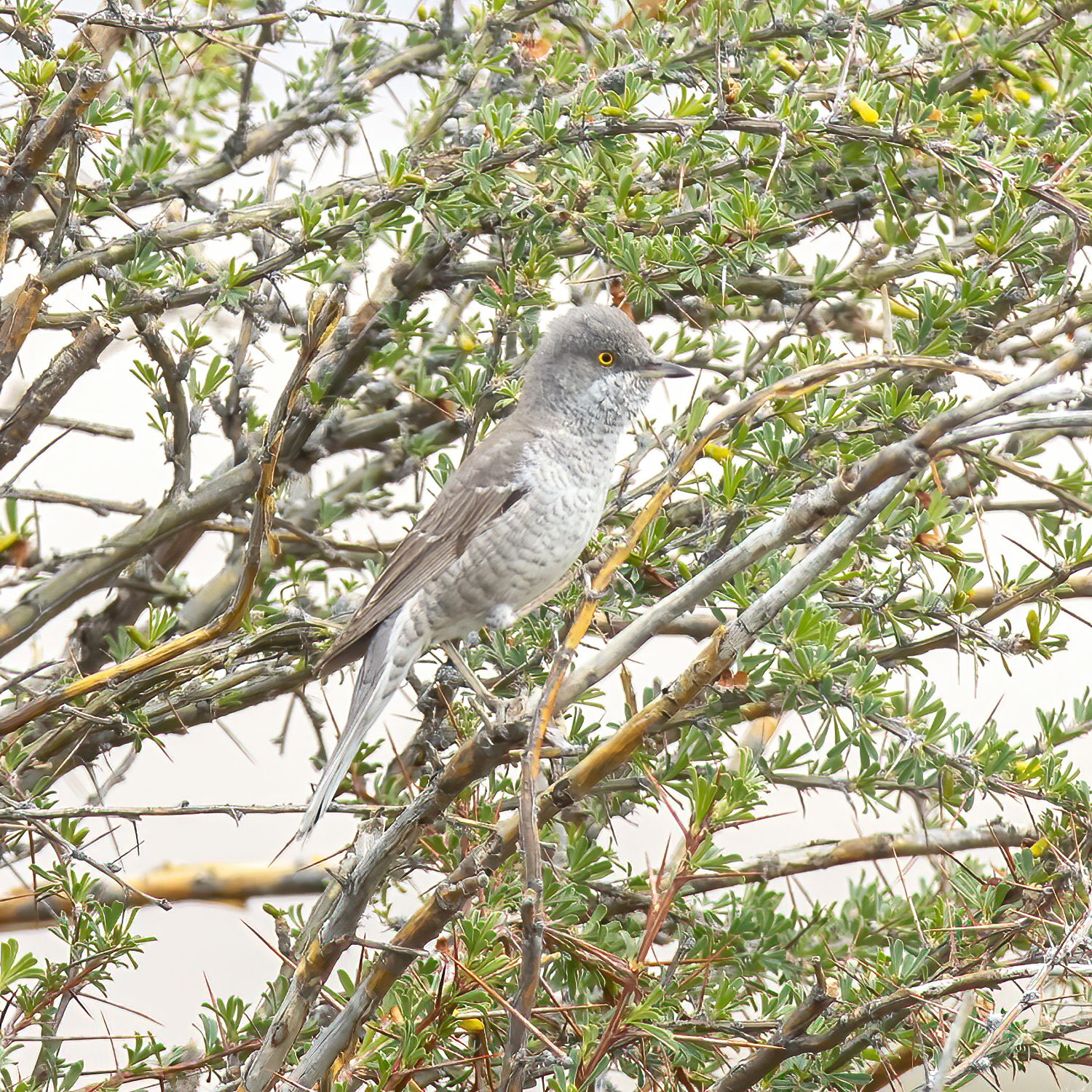 Barred Warbler (Curruca nisoria)