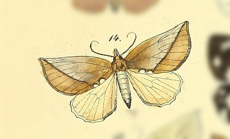 Rhinoligia biocellata