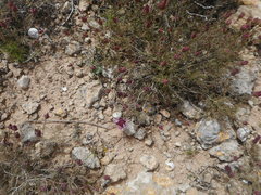 Thymus moroderi