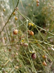 Retama monosperma