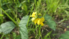 Vigna reflexopilosa