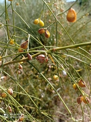 Retama monosperma