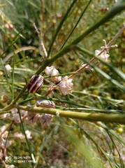 Retama monosperma