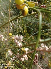 Retama monosperma