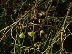 Leptomeria acida
