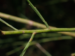 Leptomeria acida