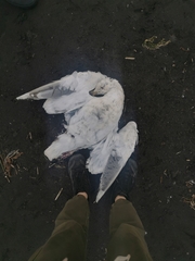Larus schistisagus