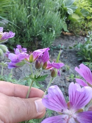 Geranium platypetalum
