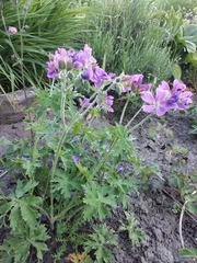 Geranium platypetalum