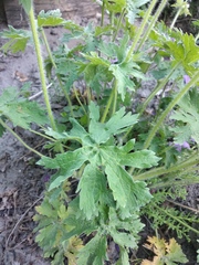 Geranium platypetalum