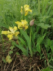 Iris bloudowii