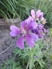 Geranium platypetalum