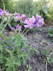 Geranium platypetalum